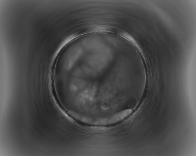 X0000084541235200703021436