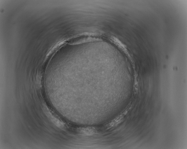 X0000084540106200703091704