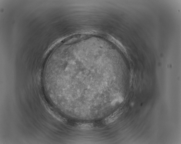 X0000084540155200703091703