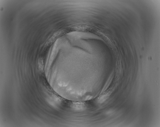 X0000084540240200703091702