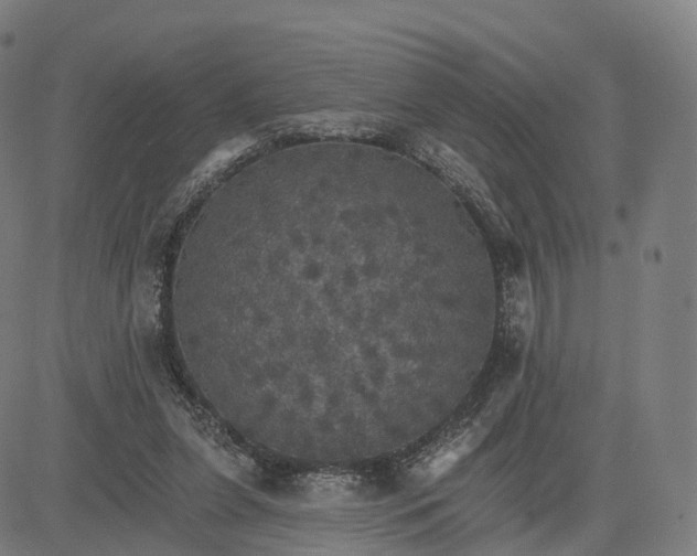 X0000084540255200703091701