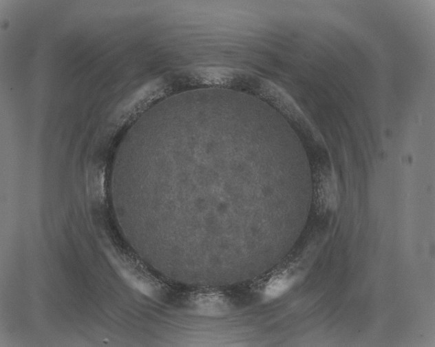 X0000084540262200703091701