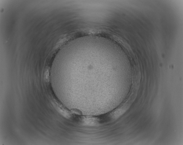 X0000084540336200703091700