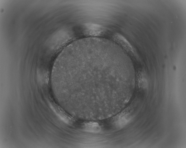 X0000084540374200703091700