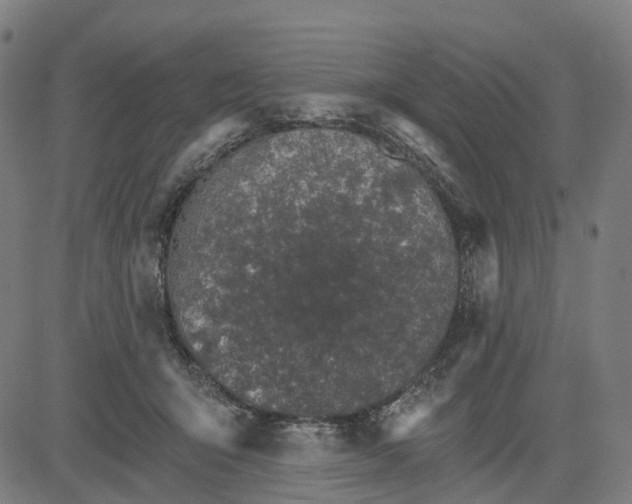 X0000084540415200703091659