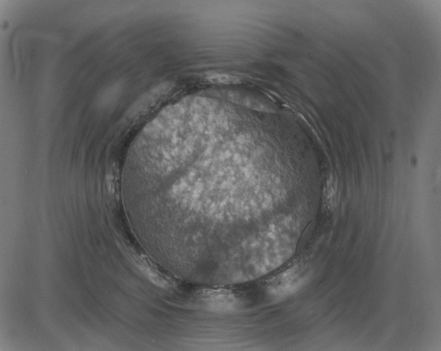 X0000084540424200703091658