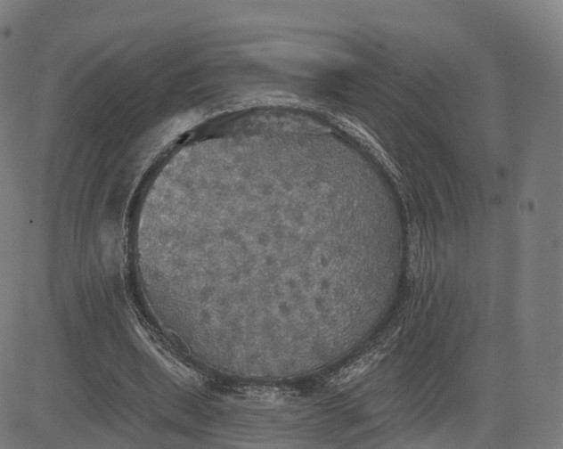 X0000084540439200703091658