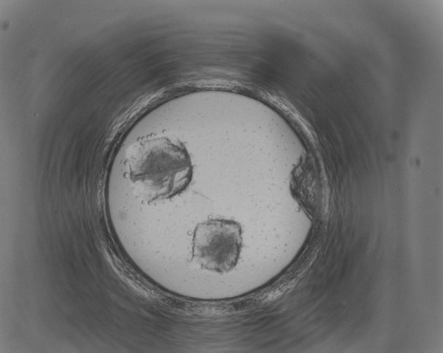 X0000084540533200703091656