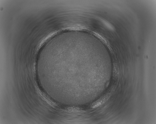 X0000084540535200703091656