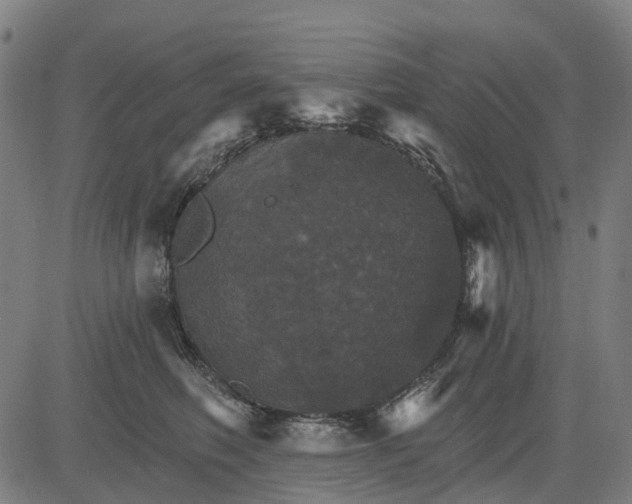 X0000084540614200703091655