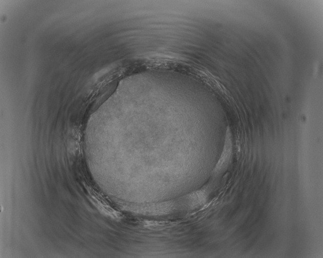 X0000084540964200703091649