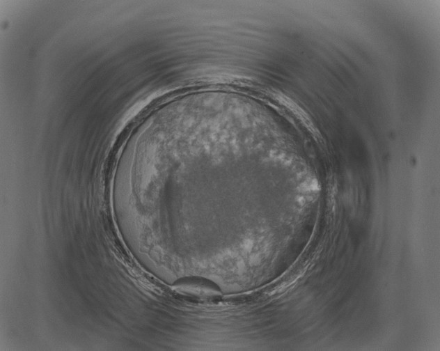 X0000084541023200703091648