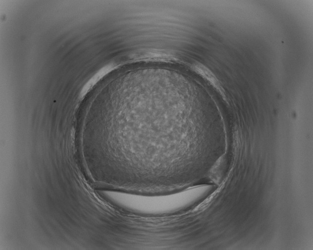 X0000084541066200703091648