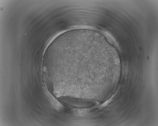 X0000084541244200703091645