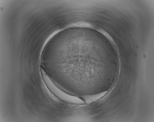 X0000084541248200703091645