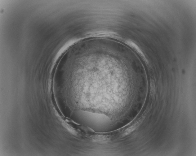 X0000084541424200703091642