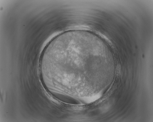 X0000084541470200703091641