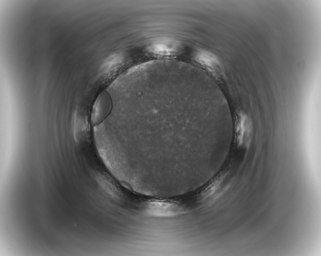 X0000084540614200703161629