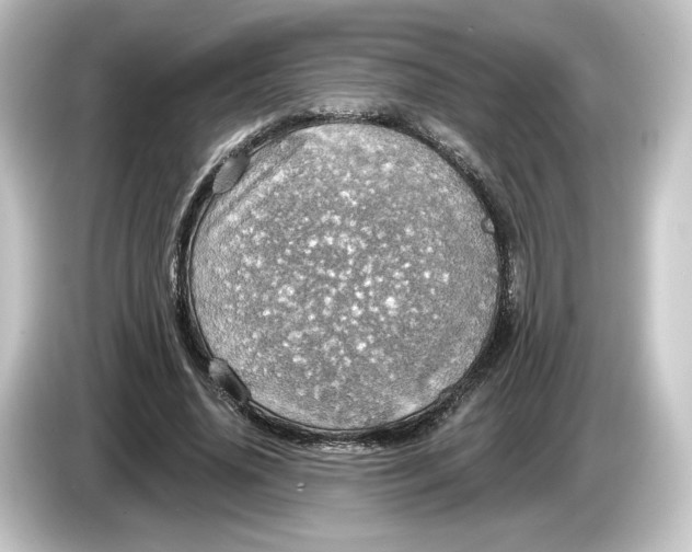 X0000084540636200703161629