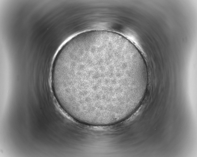 X0000084540904200703161625