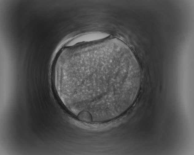 X0000084540006200703231724