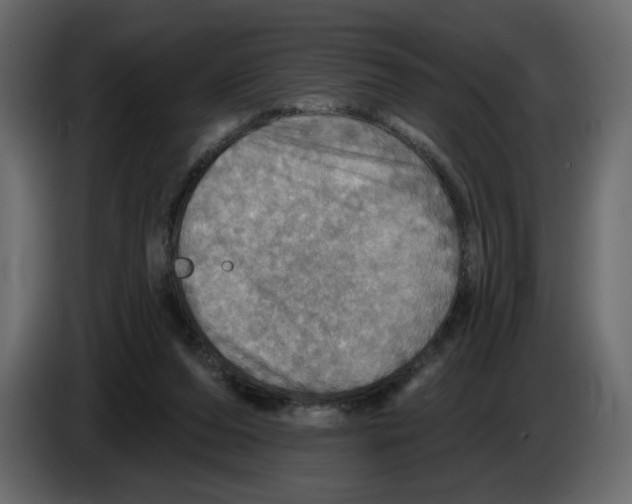 X0000084540208200703231721