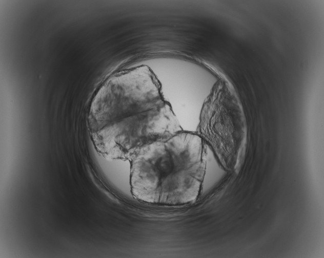 X0000084540533200703231716