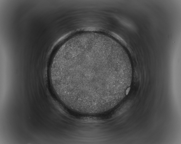 X0000084540535200703231716