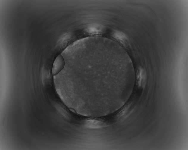 X0000084540614200703231716