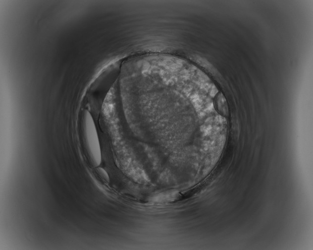 X0000084540626200703231715