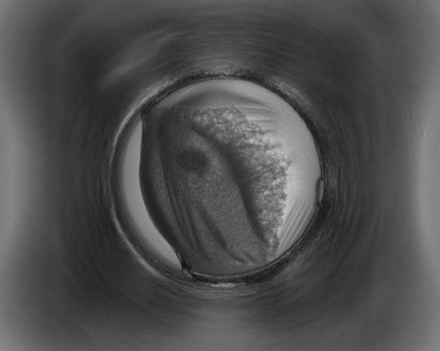 X0000084540630200703231715