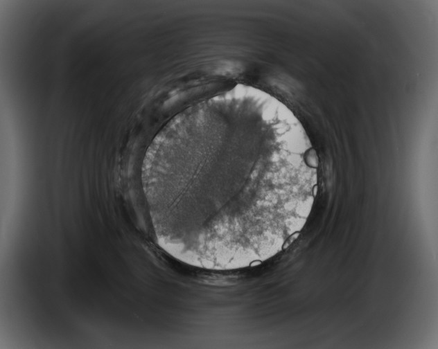 X0000084540664200703231715