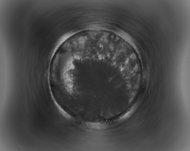 X0000084540855200703231713