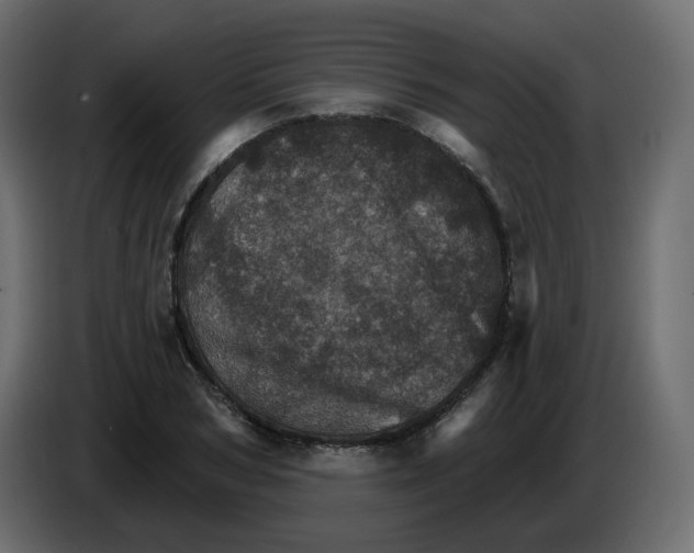 X0000084540978200703231710