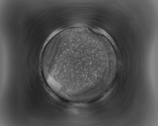 X0000084541002200703231710