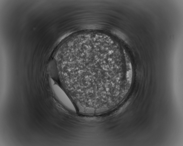 X0000084541025200703231709