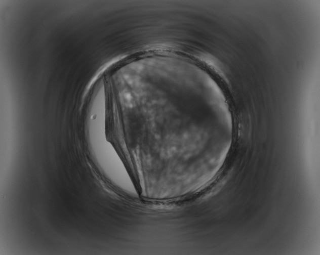 X0000084541117200703231708