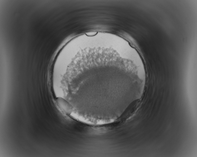 X0000084541243200703231707