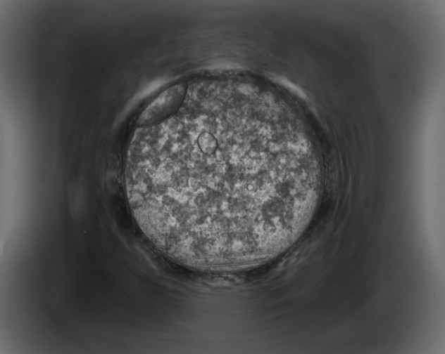 X0000084541255200703231706