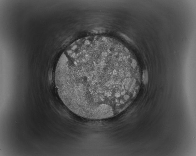 X0000084541444200703231704