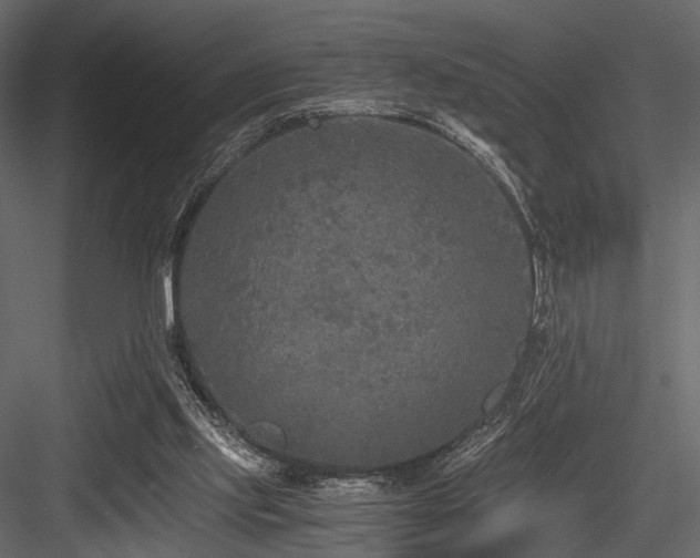 X0000084550061200702231216