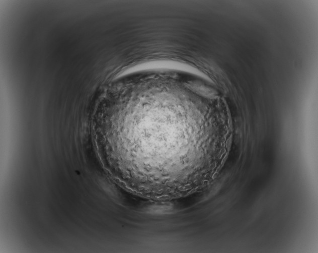 X0000084550369200703021511