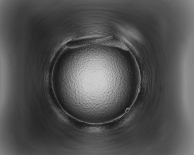 X0000084550394200703021510