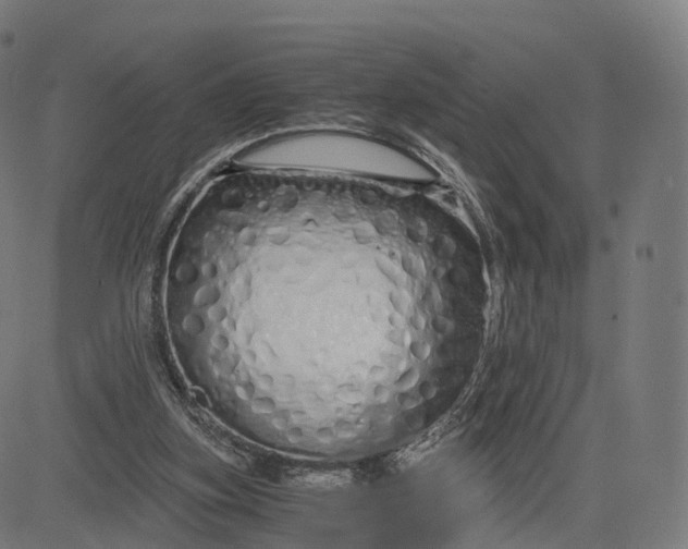 X0000084550155200703091728