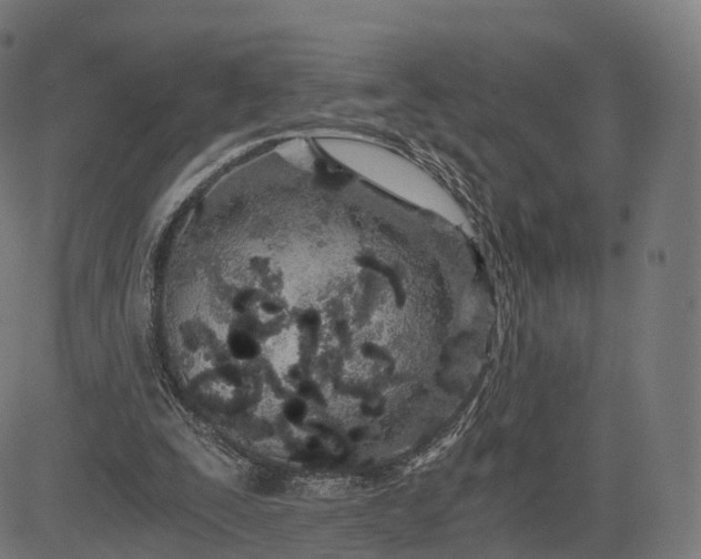 X0000084550295200703091726