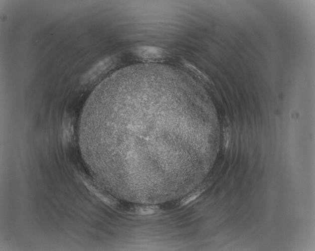 X0000084550618200703091721