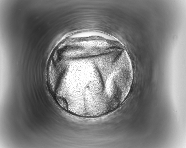 X0000084550002200703161655