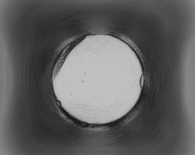 X0000084550433200703231740