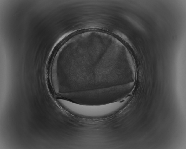 X0000084551024200703231732