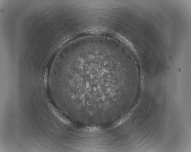 X0000084560065200703021434